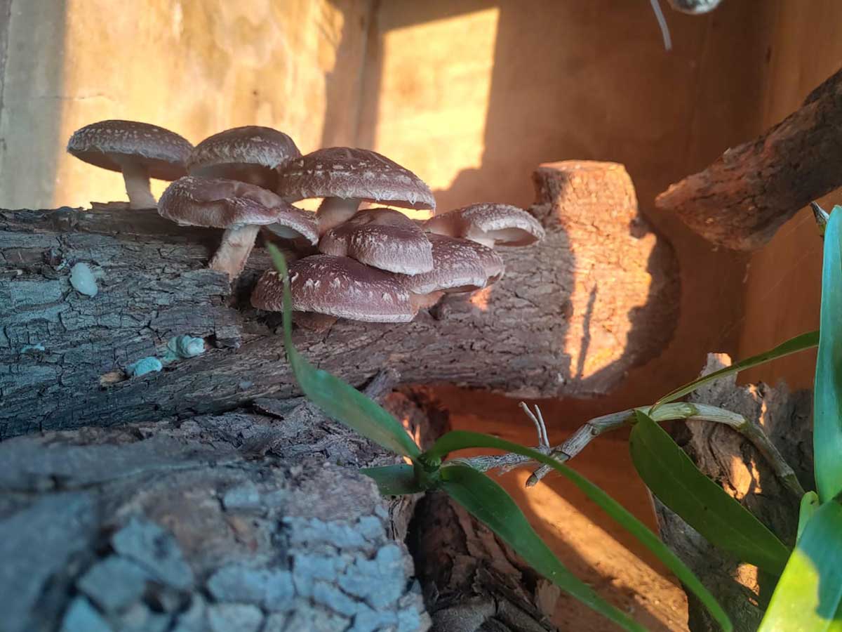 Some image